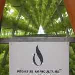 Pegasus Agriculture Awards Hydroponic Farming Diplomas to Students at GEMS Our Own English High School Dubai