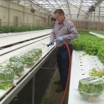 News: Hydroponic: A Farming Revolution